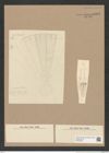 Arachnodiscus sp. (de-Toni-Nr.: Genus 204) Zeichnungen Sammlung Grunow Nr. 9002 (NHMW-BOT-W0378708)